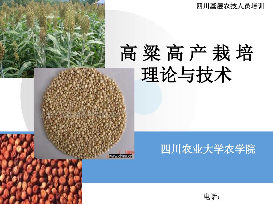 高粱高产栽培技术PPT课件.ppt_第1页