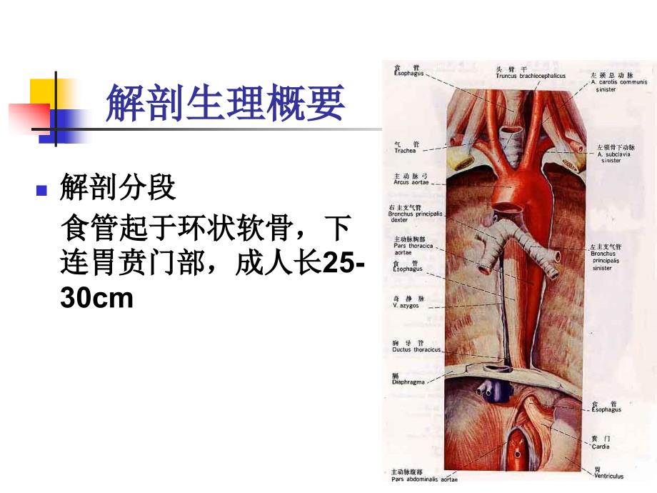 食管疾病护理精讲.ppt_第3页