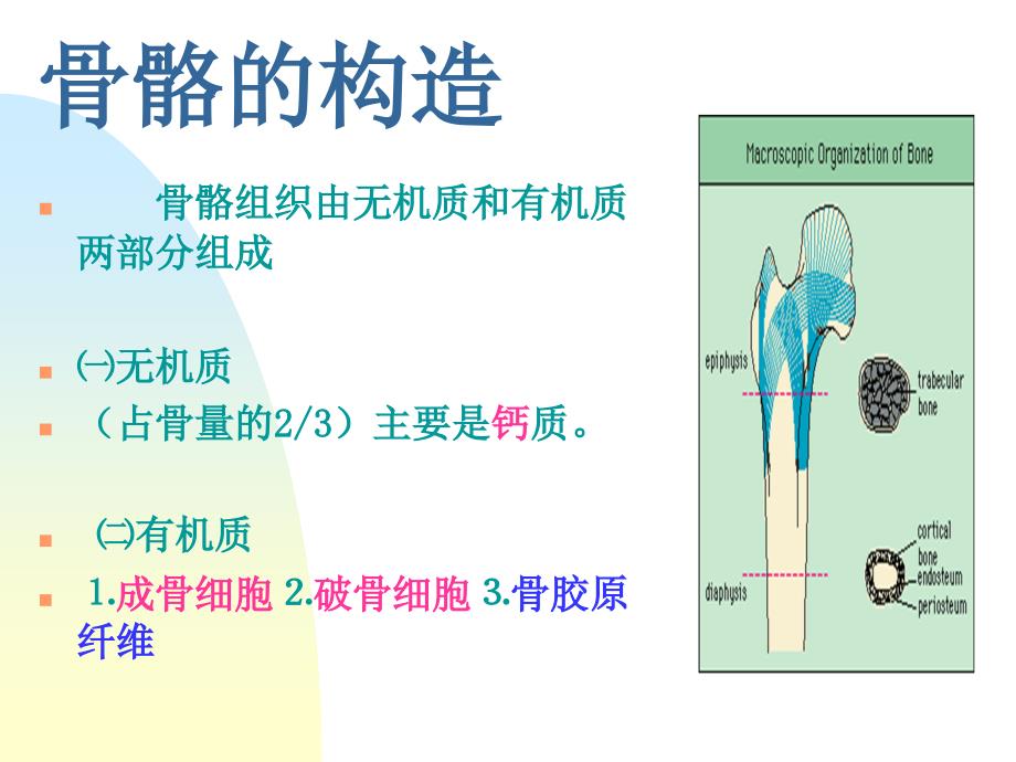 骨质疏松症讲座.ppt_第3页