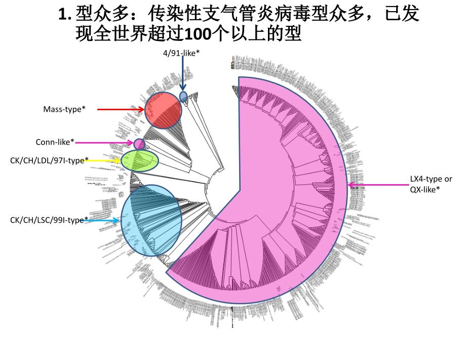 鸡传染性支气管炎PPT课件.pptx_第3页