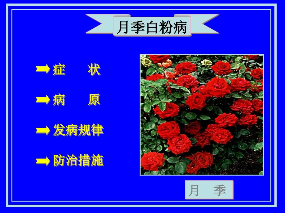 花卉白粉病类PPT课件.ppt_第3页