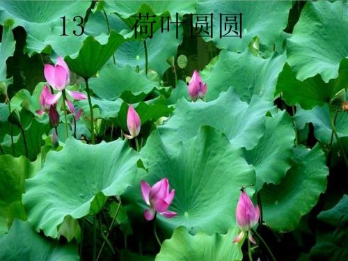 荷叶圆圆第二课时ppt.ppt