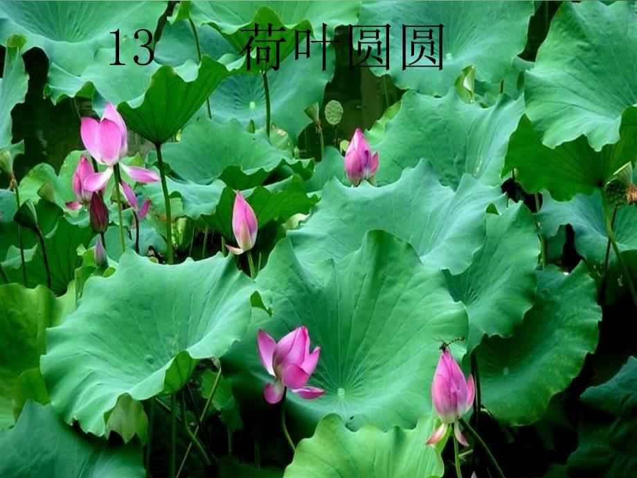 荷叶圆圆第二课时ppt.ppt_第1页