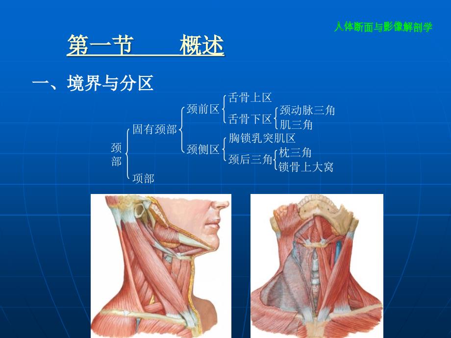 颈部断层解剖PPT课件.ppt_第3页