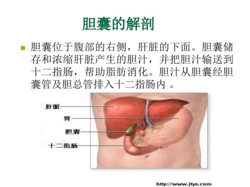 胆囊相关知识.ppt