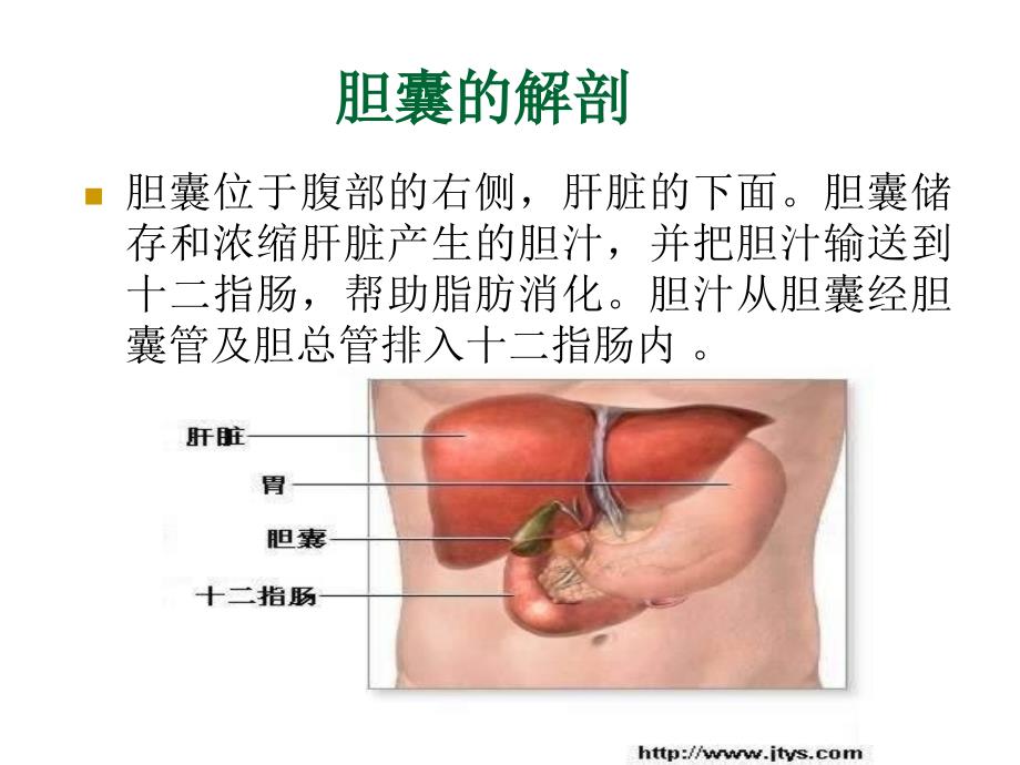 胆囊相关知识.ppt_第1页