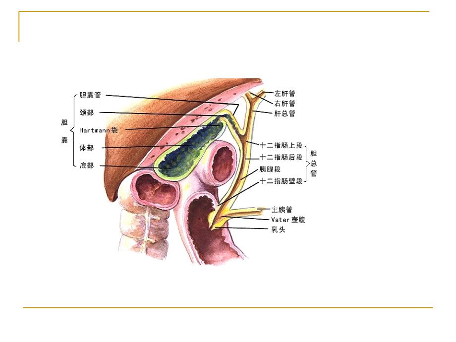 胆囊相关知识.ppt_第3页