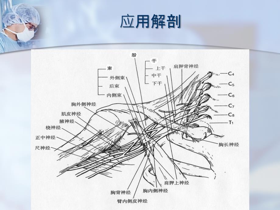 臂丛神经损伤PPT课件.ppt_第3页