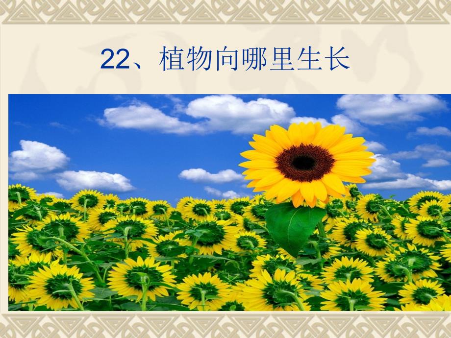 青岛版小学科学六年级上册22植物向哪里生长.ppt_第1页