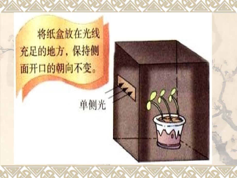 青岛版小学科学六年级上册22植物向哪里生长.ppt_第3页