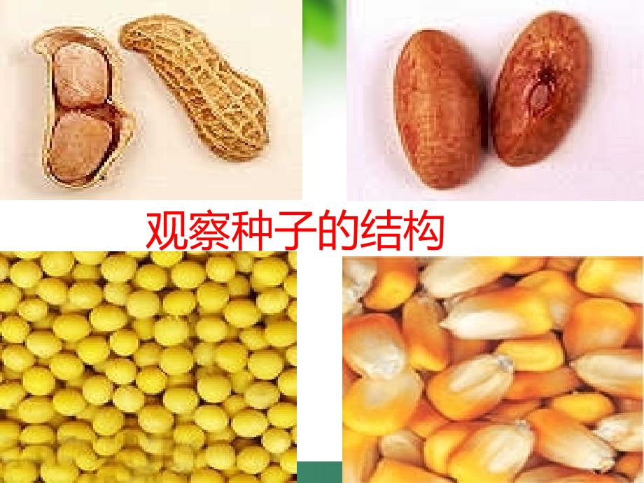 种子的结构PPT课件.ppt_第2页