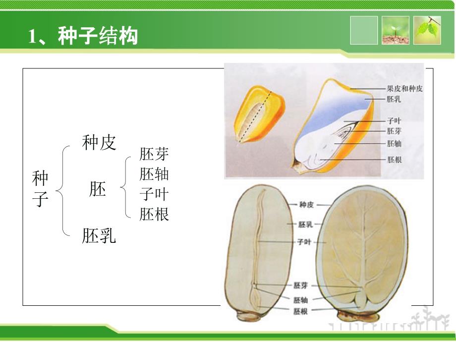 种子发育过程相关基因表达调控.ppt_第3页