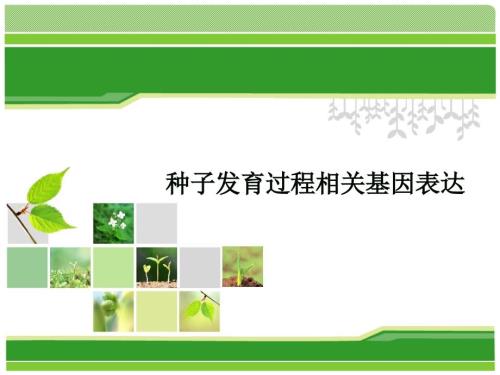 种子发育过程相关基因表达调控.ppt