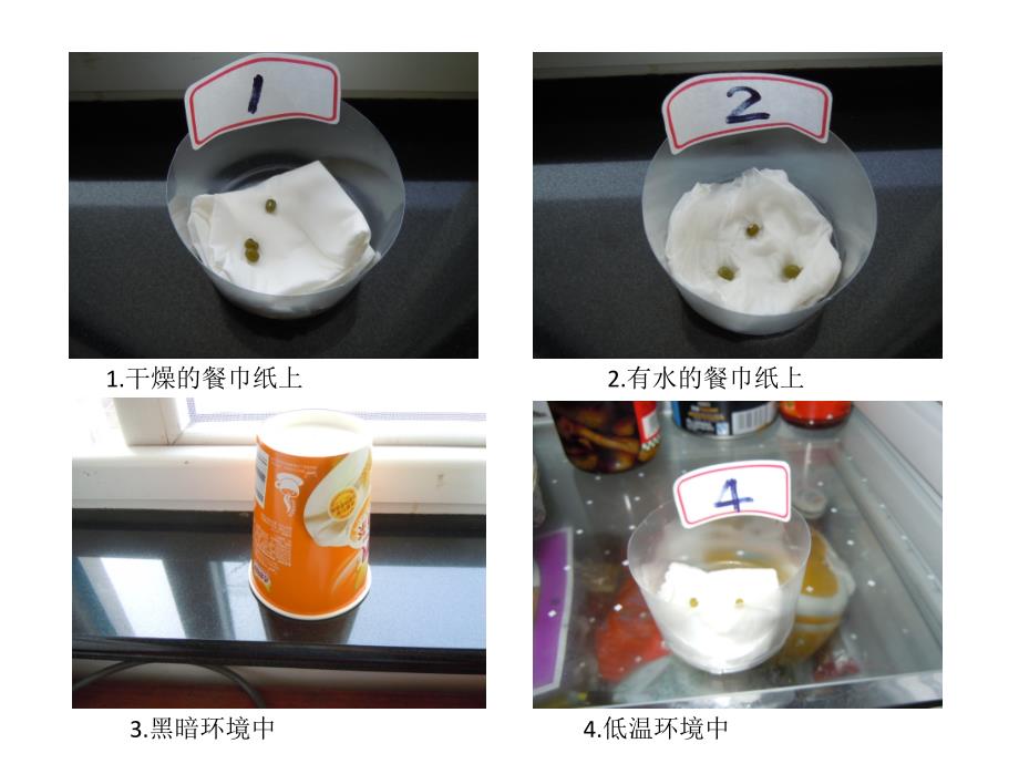 种子发芽实验记录PPT课件.ppt_第1页