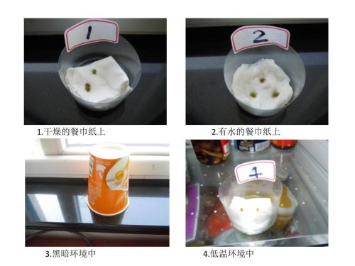 种子发芽实验记录PPT课件.ppt