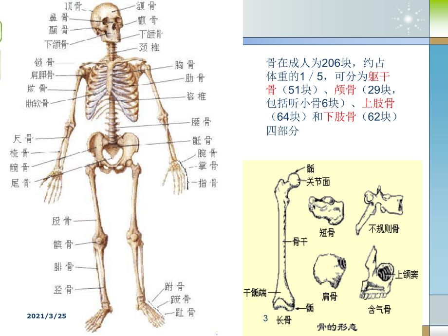 骨质疏松症PPT课件.ppt_第3页
