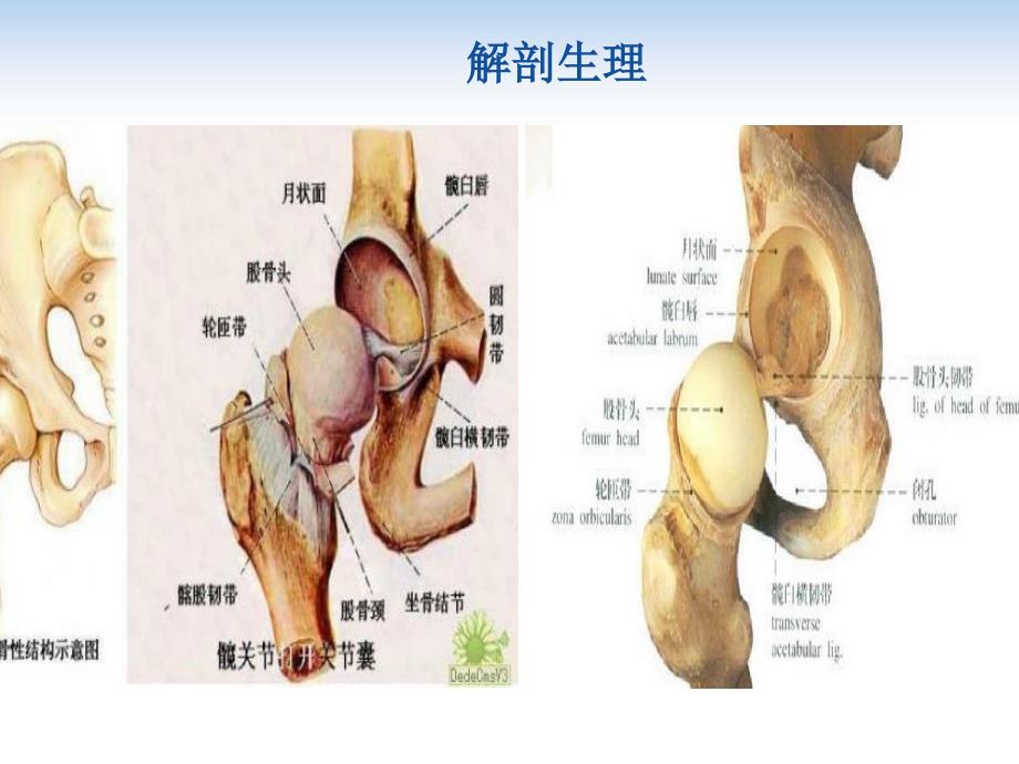 髋关节置换术后功能锻炼演示2ppt课件.ppt_第2页