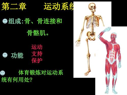 运动系统PPT课件.ppt