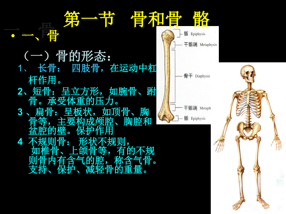 运动系统PPT课件.ppt_第2页