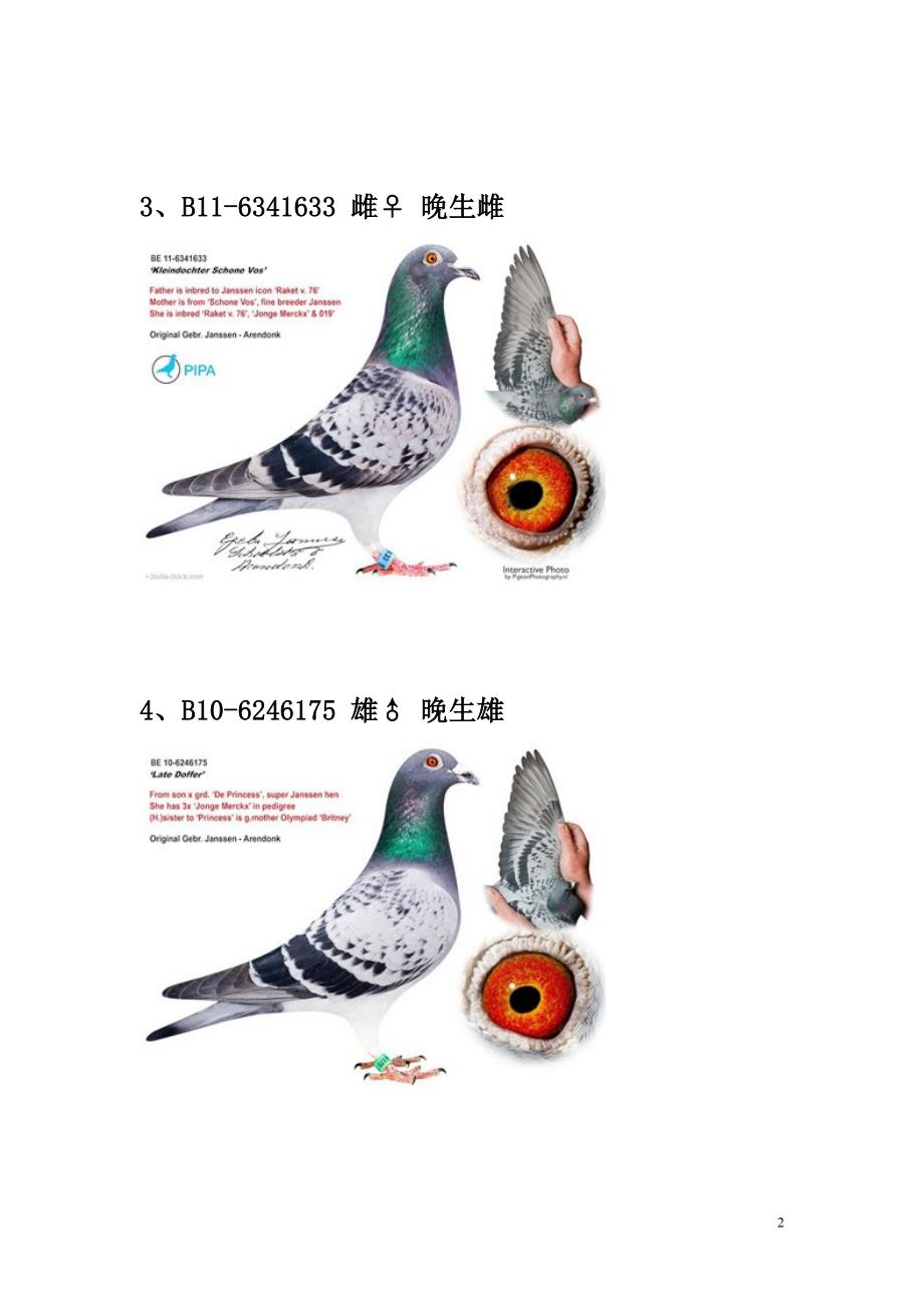 詹森兄弟清舍拍卖会种鸽26羽.doc_第2页