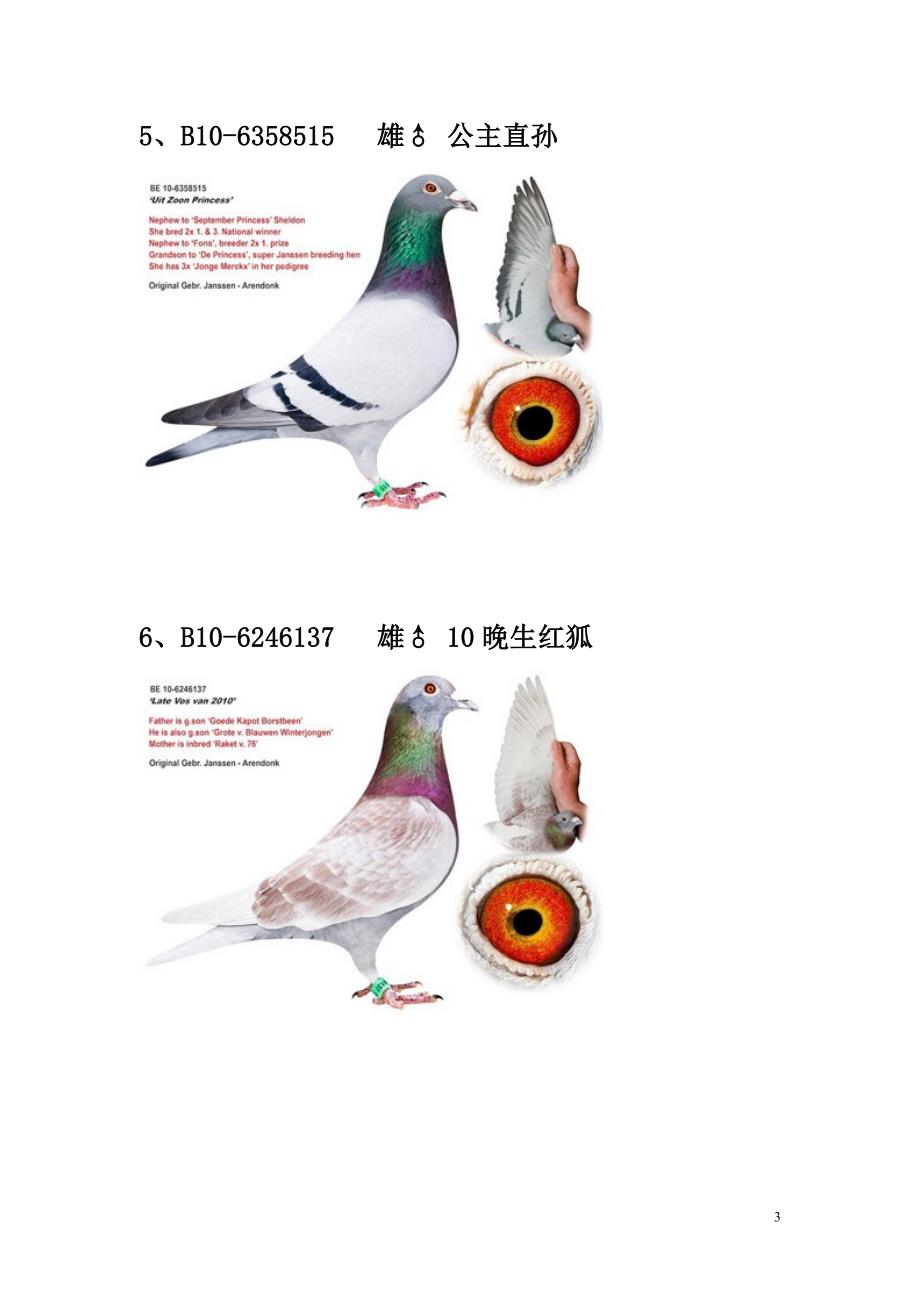 詹森兄弟清舍拍卖会种鸽26羽.doc_第3页