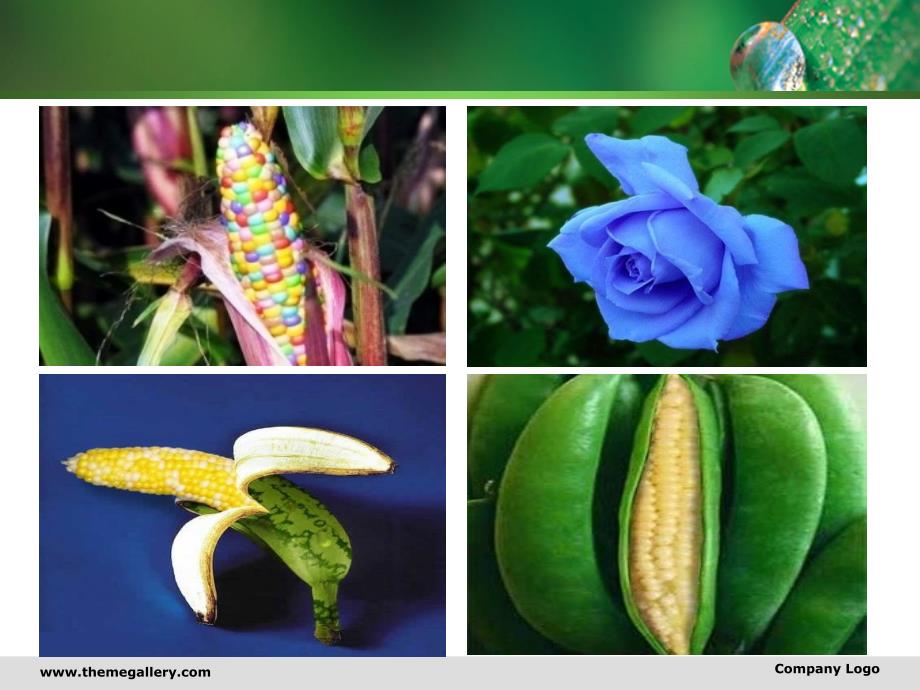 转基因植物反应器PPT课件.ppt_第3页