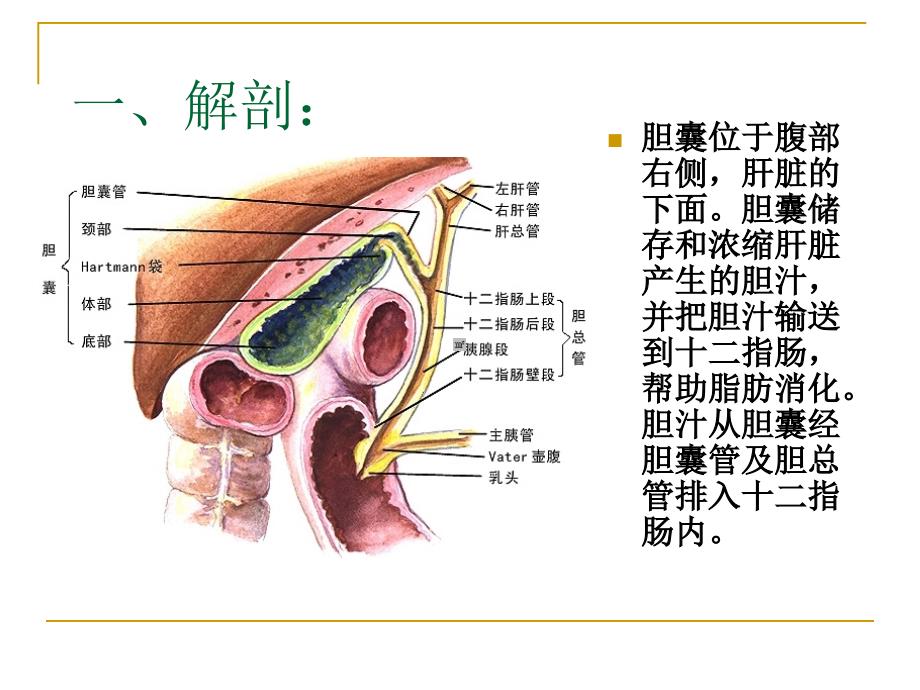 胆囊切除术胆总管切开取石术.ppt_第2页