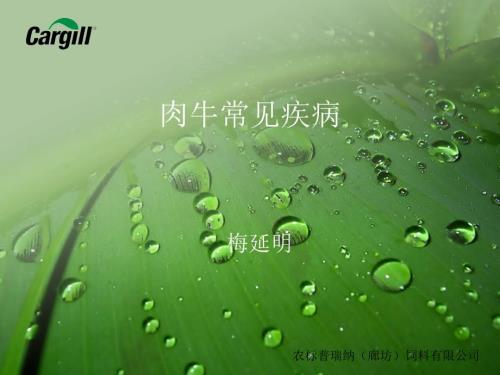 肉牛常见疾病PPT课件.ppt