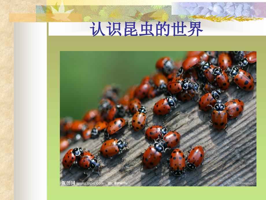 认识昆虫世界课件.ppt_第1页