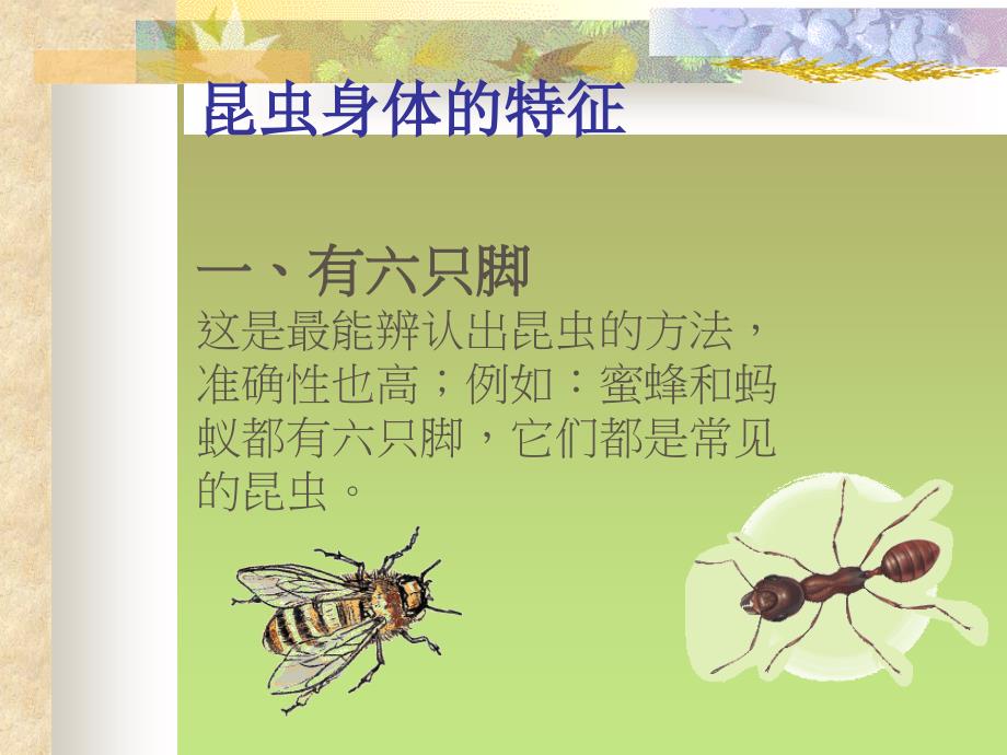 认识昆虫世界课件.ppt_第3页