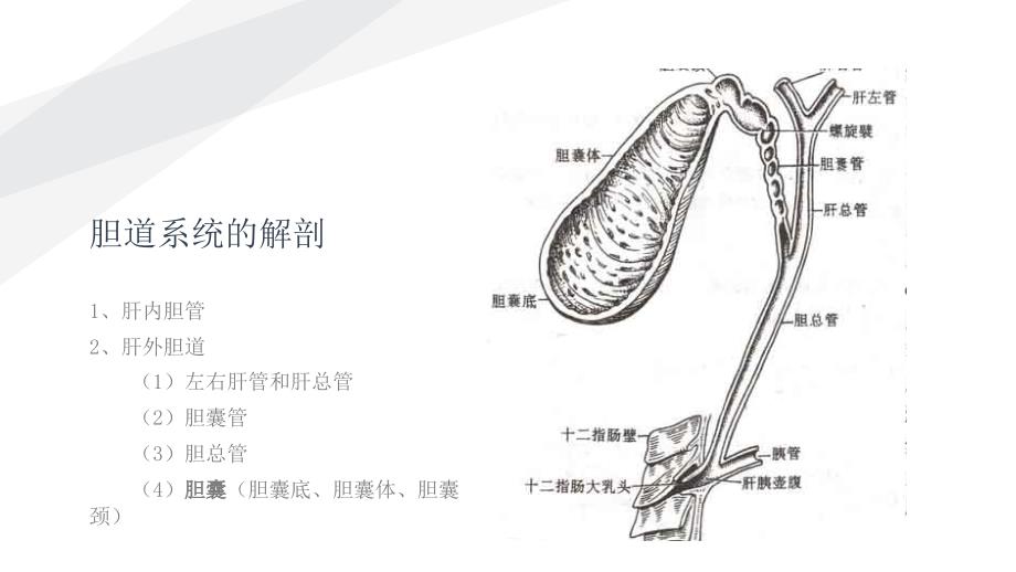 胆石症正稿ppt课件.pptx_第2页