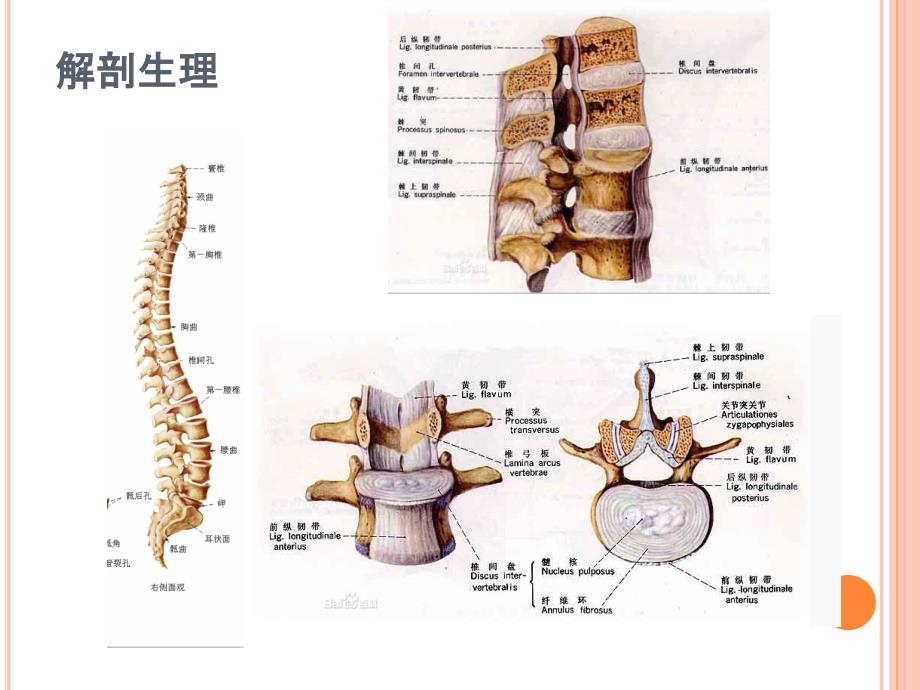 腰椎间盘突出症PPT课件.pptx_第3页