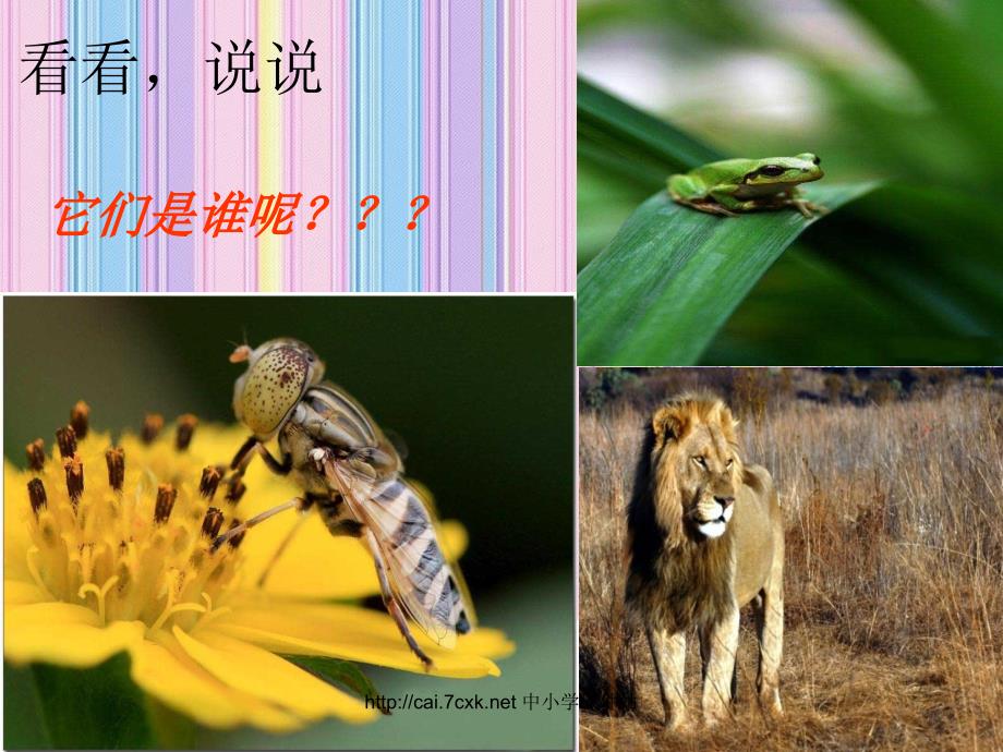 袋鼠PPT课件一.ppt_第2页
