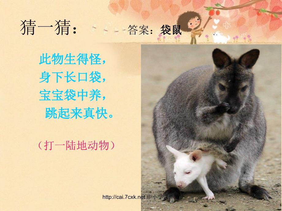 袋鼠PPT课件一.ppt_第3页