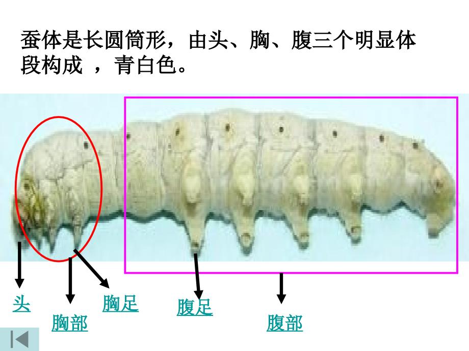 蚕的生长变化PPT课件.ppt_第3页