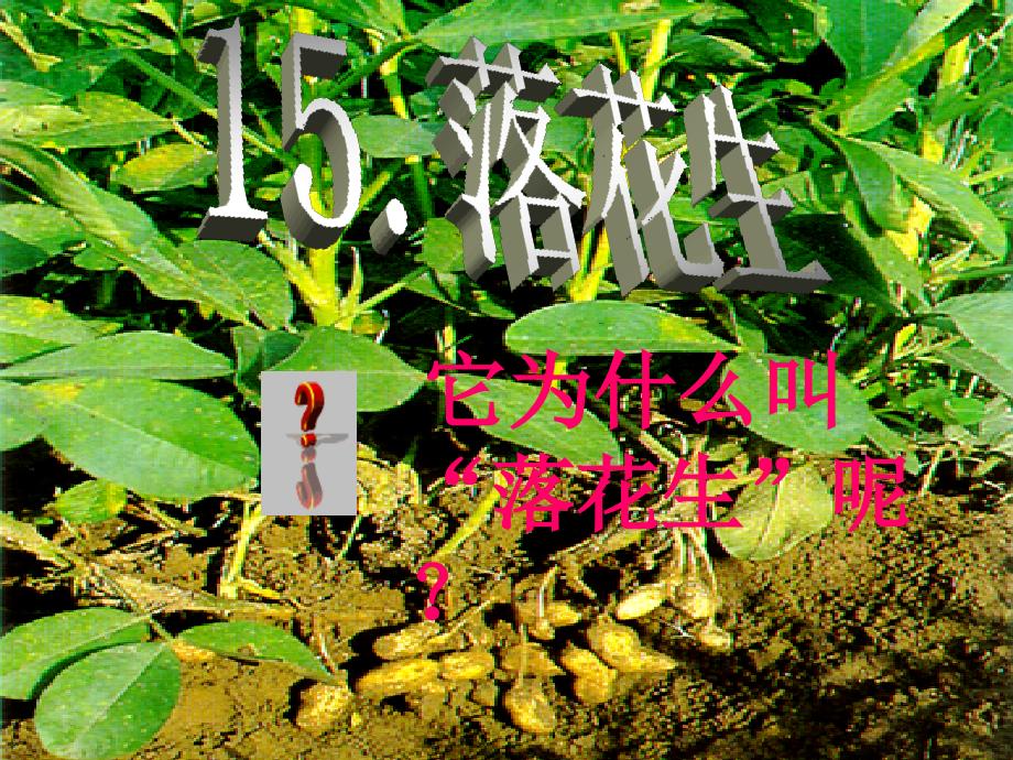 落花生完美课件.ppt_第2页