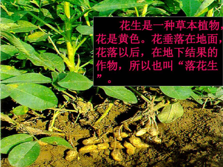 落花生完美课件.ppt_第3页
