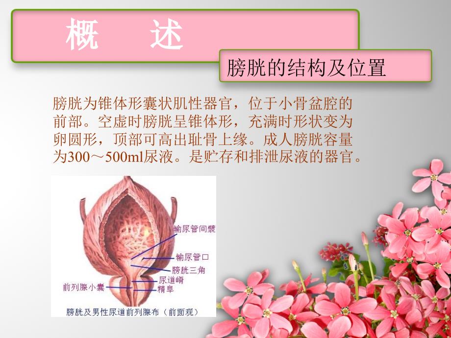 膀胱肿瘤的护理刘文静.ppt_第2页