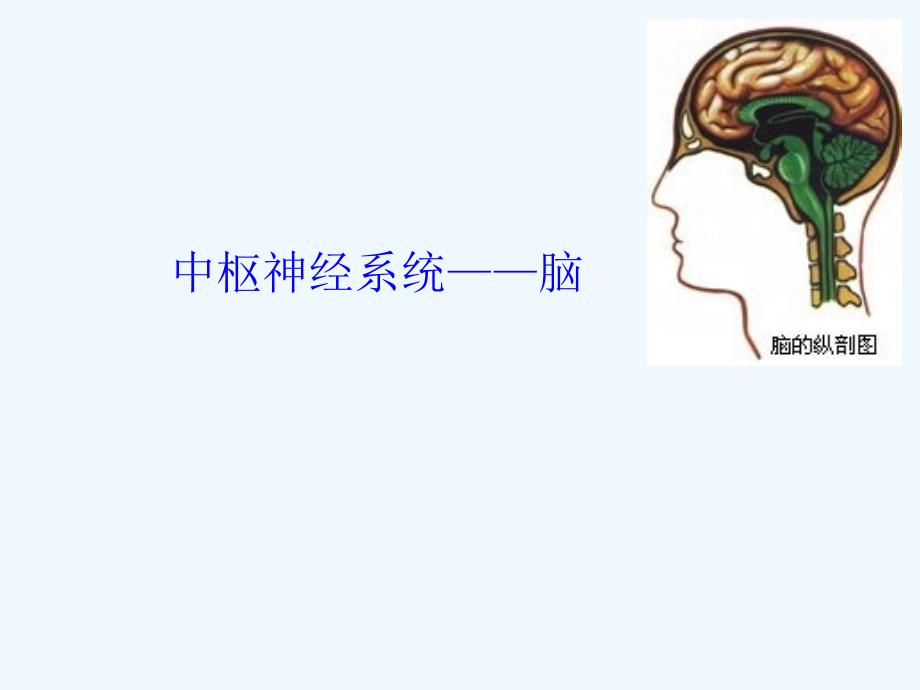 脑干和小脑解剖结构功能课件.ppt_第1页