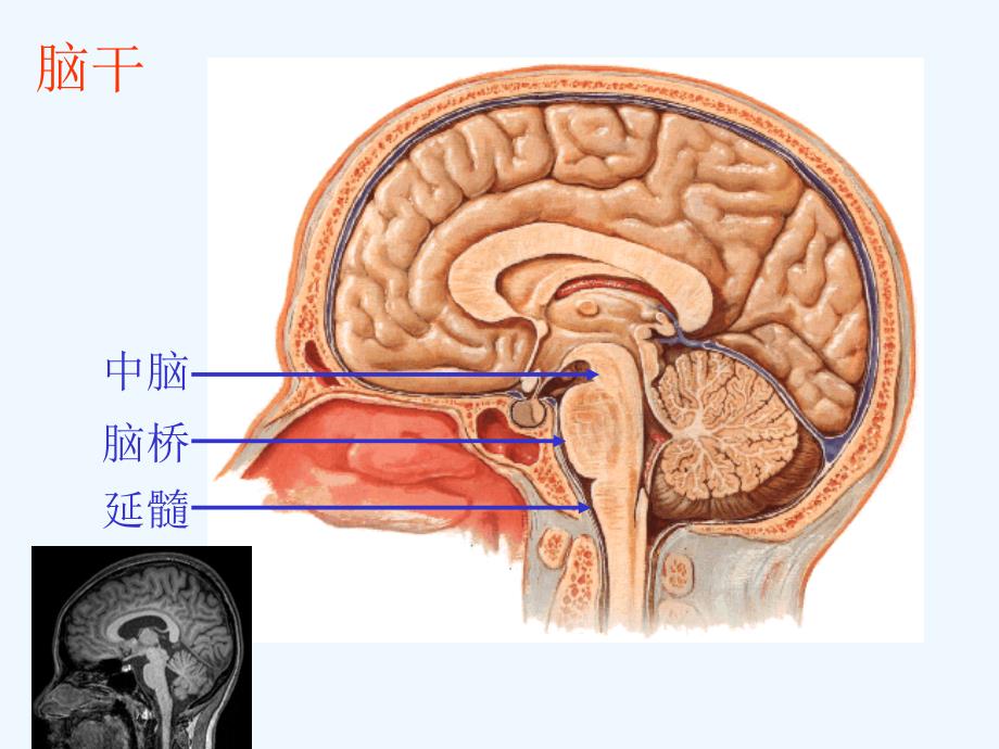 脑干和小脑解剖结构功能课件.ppt_第2页