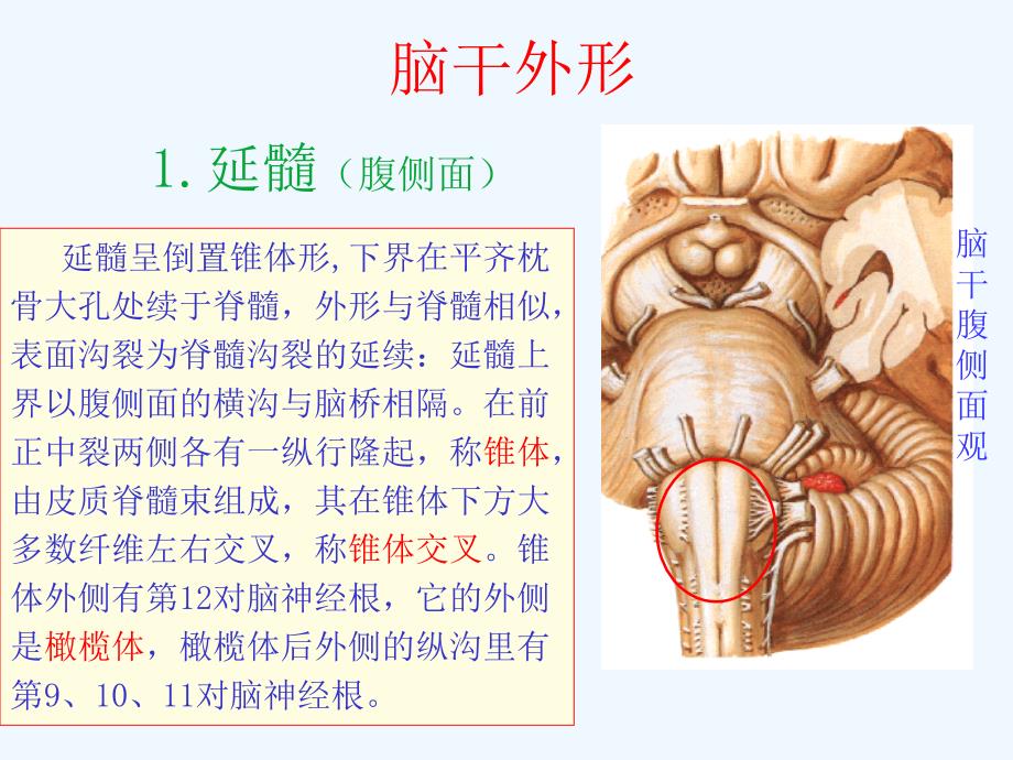 脑干和小脑解剖结构功能课件.ppt_第3页