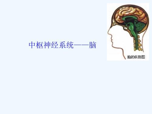 脑干和小脑解剖结构功能课件.ppt