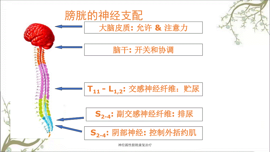 神经源性膀胱康复治疗.ppt_第3页