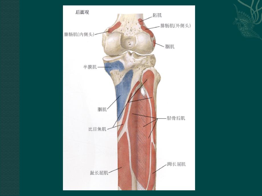 腘肌损伤ppt课件.ppt_第3页