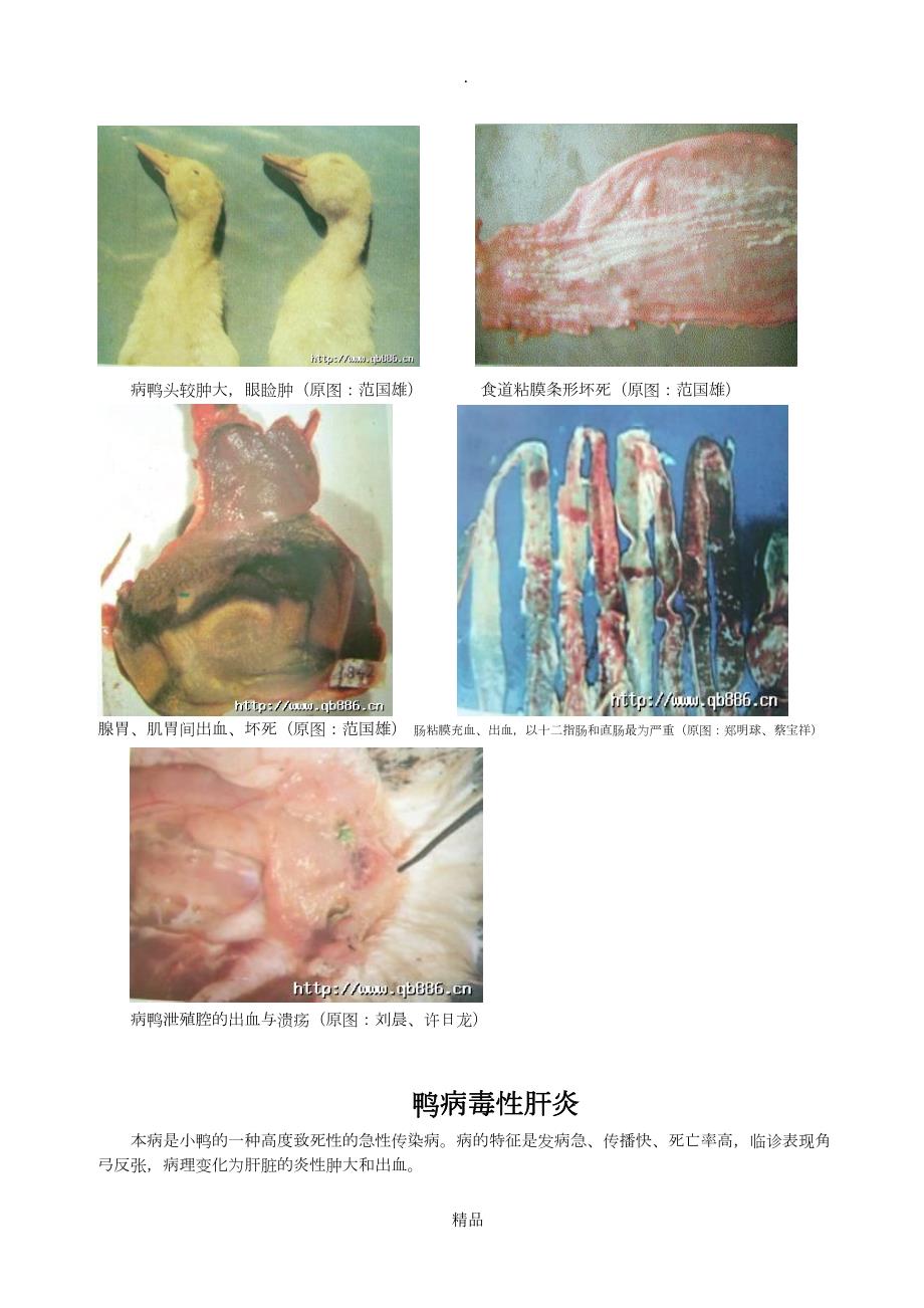鸭常见26种传染性疾病技术资料与图片.doc_第3页