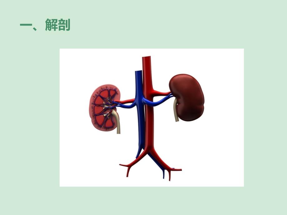 肾结石超声诊断及鉴别.ppt_第3页