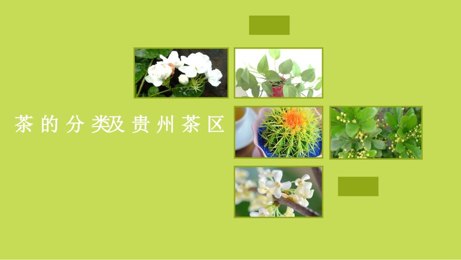 茶的分类及贵州茶区.ppt_第1页