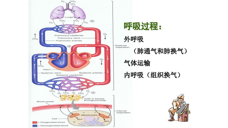肺的生理功能PPT课件.ppt_第2页