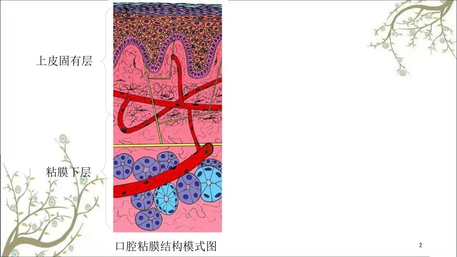 部分口腔粘膜课件.ppt_第2页