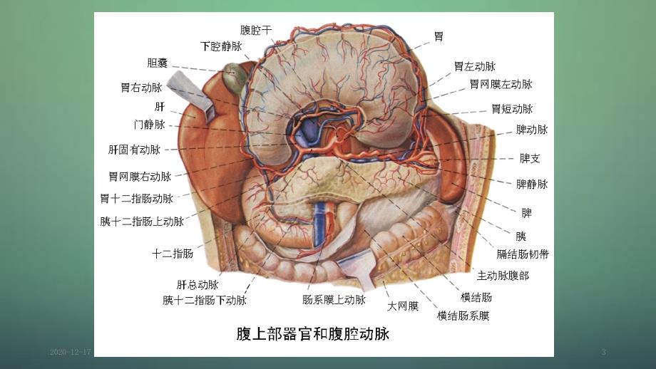 胃周淋巴结分组及分期.ppt_第3页